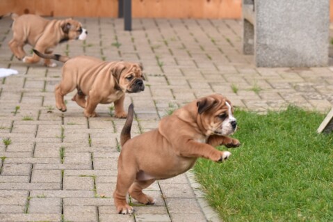 Continental Bulldog Seeblickbulls 201230 Continental Bulldog Seeblickbulls 201230