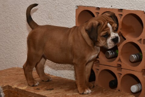 Continental Bulldog Seeblickbulls 210103 Continental Bulldog Seeblickbulls 210103