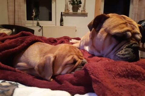 Continental Bulldog Seeblickbulls 210107 Continental Bulldog Seeblickbulls 210107