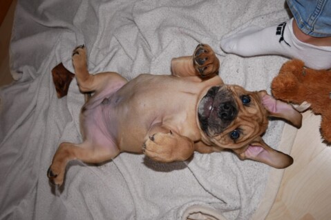 Continental Bulldog Seeblickbulls 210115 Continental Bulldog Seeblickbulls 210115