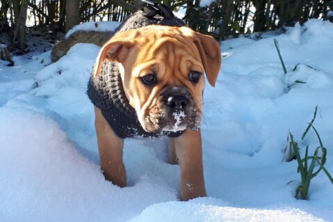 Continental Bulldog Seeblickbulls 210117 Continental Bulldog Seeblickbulls 210117