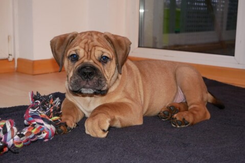 Continental Bulldog Seeblickbulls 210125 Continental Bulldog Seeblickbulls 210125