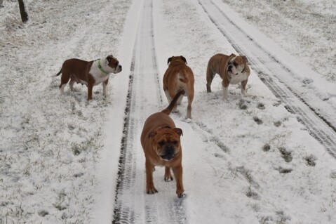 Continental Bulldog Seeblickbulls 210127 Continental Bulldog Seeblickbulls 210127