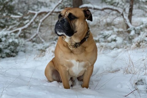Continental Bulldog Seeblickbulls 210202 Continental Bulldog Seeblickbulls 210202
