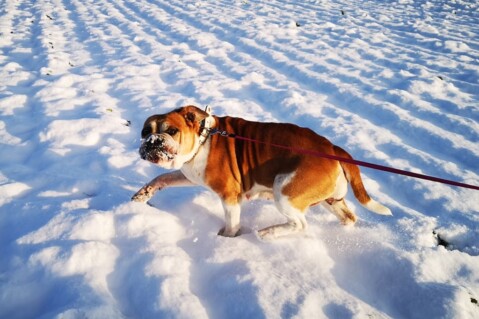 Continental Bulldog Seeblickbulls 210205 Continental Bulldog Seeblickbulls 210205