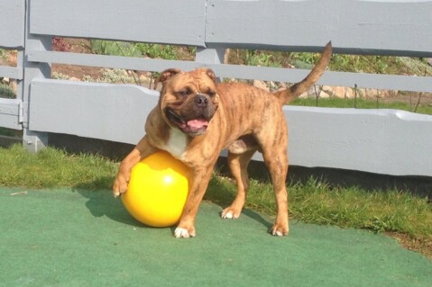 Continental Bulldog Seeblickbulls 210218 Continental Bulldog Seeblickbulls 210218