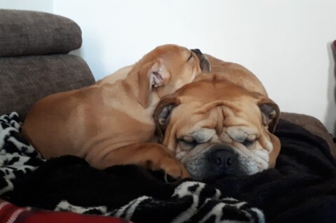 Continental Bulldog Seeblickbulls 210222 Continental Bulldog Seeblickbulls 210222