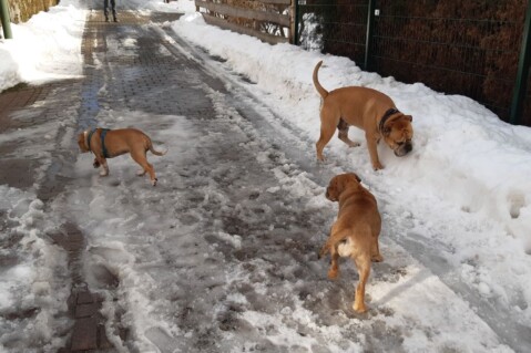 Continental Bulldog Seeblickbulls 210224 Continental Bulldog Seeblickbulls 210224