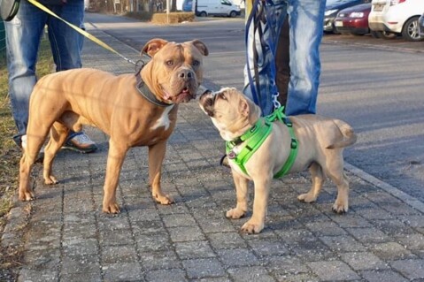 Continental Bulldog Seeblickbulls 210306 Continental Bulldog Seeblickbulls 210306
