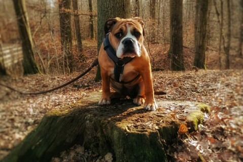 Continental Bulldog Seeblickbulls 210308 Continental Bulldog Seeblickbulls 210308