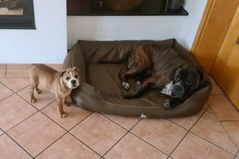 Continental Bulldog Seeblickbulls 210310 Continental Bulldog Seeblickbulls 210310