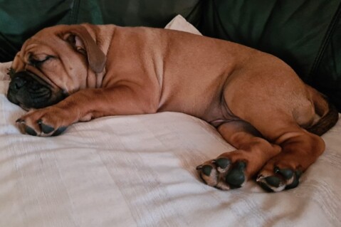 Continental Bulldog Seeblickbulls 210312 Continental Bulldog Seeblickbulls 210312