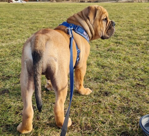 Continental Bulldog Seeblickbulls 210314 Continental Bulldog Seeblickbulls 210314