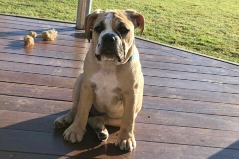 Continental Bulldog Seeblickbulls 210316 Continental Bulldog Seeblickbulls 210316