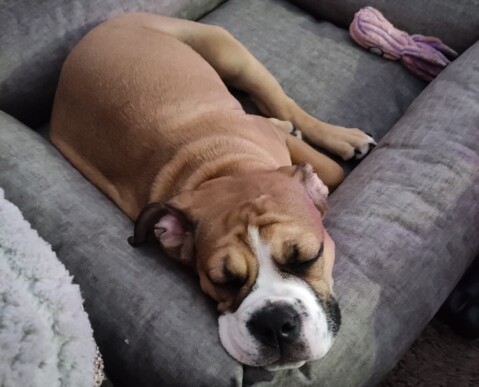 Continental Bulldog Seeblickbulls 210330 Continental Bulldog Seeblickbulls 210330