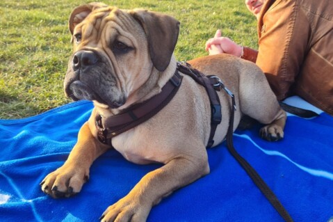 Continental Bulldog Seeblickbulls 210401 Continental Bulldog Seeblickbulls 210401