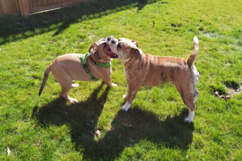 Continental Bulldog Seeblickbulls 210403 Continental Bulldog Seeblickbulls 210403