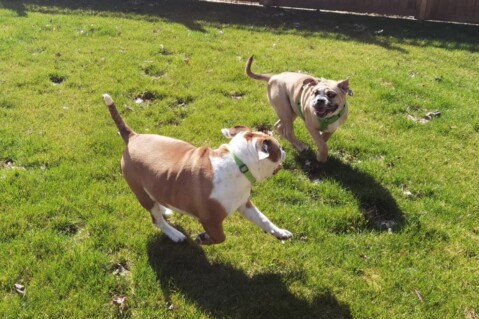 Continental Bulldog Seeblickbulls 210405 Continental Bulldog Seeblickbulls 210405
