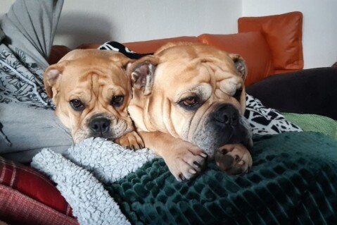 Continental Bulldog Seeblickbulls 210411 Continental Bulldog Seeblickbulls 210411