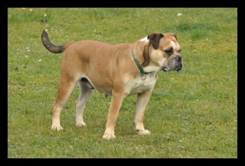 Continental Bulldog Seeblickbulls 210416 Continental Bulldog Seeblickbulls 210416