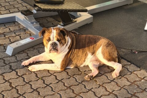 Continental Bulldog Seeblickbulls 210426 Continental Bulldog Seeblickbulls 210426
