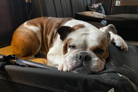 Continental Bulldog Seeblickbulls 210427 Continental Bulldog Seeblickbulls 210427