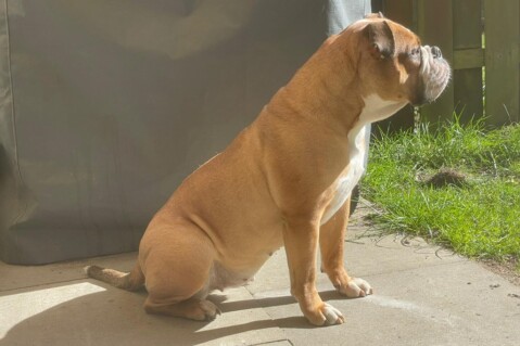 Continental Bulldog Seeblickbulls 210428 Continental Bulldog Seeblickbulls 210428
