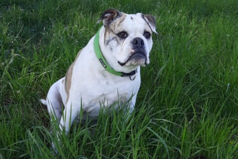 Continental Bulldog Seeblickbulls 210429 Continental Bulldog Seeblickbulls 210429