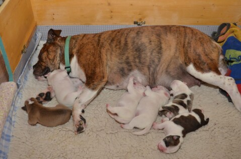 Continental Bulldog Seeblickbulls 210502 Continental Bulldog Seeblickbulls 210502