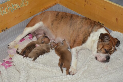 Continental Bulldog Seeblickbulls 210504 Continental Bulldog Seeblickbulls 210504