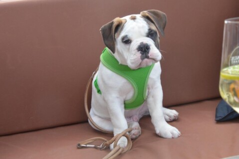 Continental Bulldog Seeblickbulls 210506 Continental Bulldog Seeblickbulls 210506