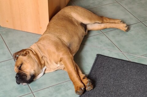 Continental Bulldog Seeblickbulls 210508 Continental Bulldog Seeblickbulls 210508