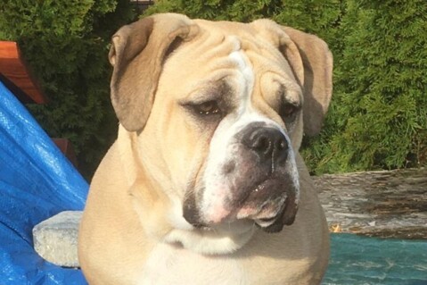 Continental Bulldog Seeblickbulls 210512 Continental Bulldog Seeblickbulls 210512