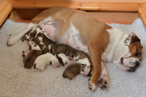 Continental Bulldog Seeblickbulls 210514 Continental Bulldog Seeblickbulls 210514