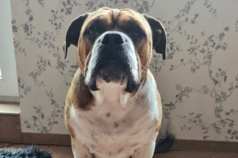 Continental Bulldog Seeblickbulls 210518 Continental Bulldog Seeblickbulls 210518
