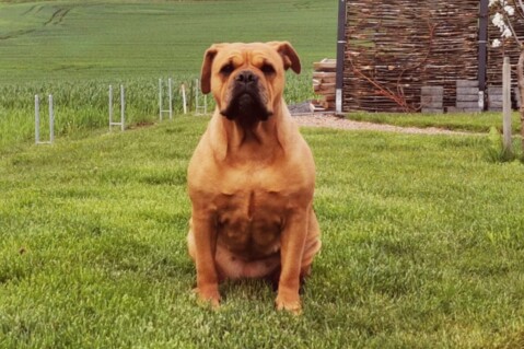 Continental Bulldog Seeblickbulls 210522 Continental Bulldog Seeblickbulls 210522