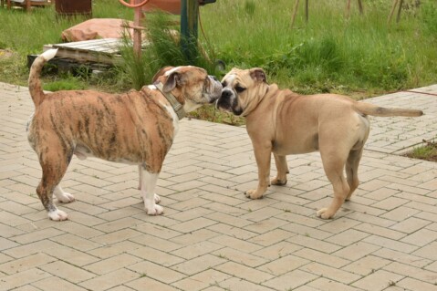 Continental Bulldog Seeblickbulls 210524 Continental Bulldog Seeblickbulls 210524