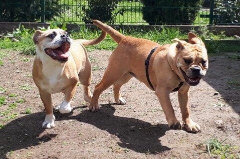 Continental Bulldog Seeblickbulls 210526 Continental Bulldog Seeblickbulls 210526