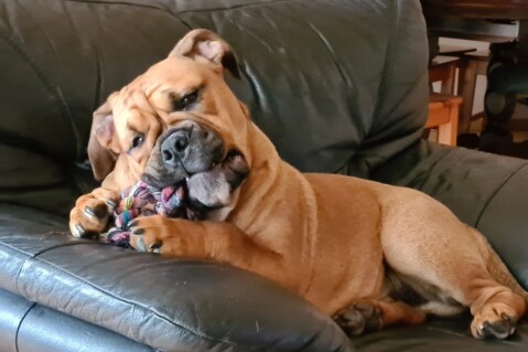 Continental Bulldog Seeblickbulls 210528 Continental Bulldog Seeblickbulls 210528