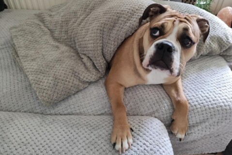 Continental Bulldog Seeblickbulls 210530 Continental Bulldog Seeblickbulls 210530