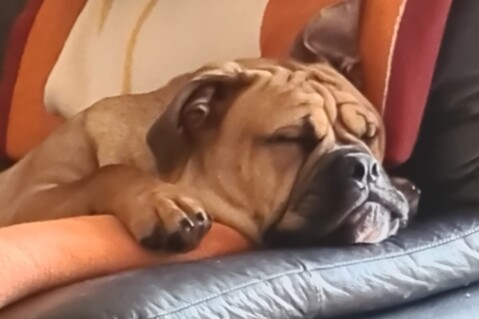 Continental Bulldog Seeblickbulls 210607 Continental Bulldog Seeblickbulls 210607