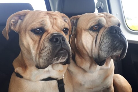 Continental Bulldog Seeblickbulls 210609 Continental Bulldog Seeblickbulls 210609