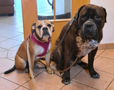 Continental Bulldog Seeblickbulls 210622 Continental Bulldog Seeblickbulls 210622
