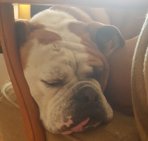 Continental Bulldog Seeblickbulls 210702 Continental Bulldog Seeblickbulls 210702