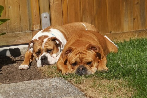 Continental Bulldog Seeblickbulls 210704 Continental Bulldog Seeblickbulls 210704