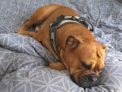 Continental Bulldog Seeblickbulls 210706 Continental Bulldog Seeblickbulls 210706