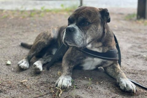 Continental Bulldog Seeblickbulls 210718 Continental Bulldog Seeblickbulls 210718