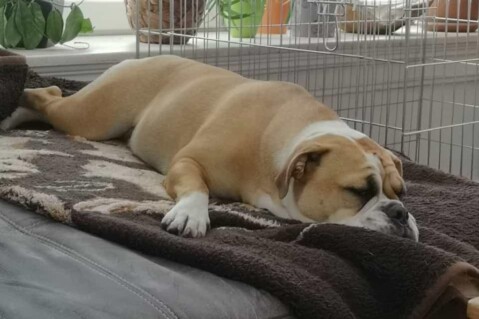Continental Bulldog Seeblickbulls 210722 Continental Bulldog Seeblickbulls 210722