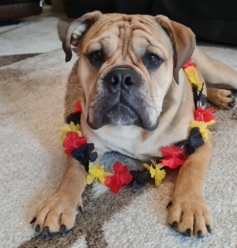 Continental Bulldog Seeblickbulls 210725 Continental Bulldog Seeblickbulls 210725
