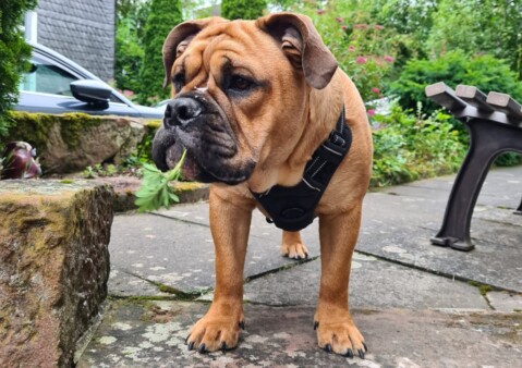Continental Bulldog Seeblickbulls 210801 Continental Bulldog Seeblickbulls 210801
